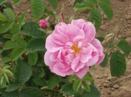 Маслодайната роза под натиск: браншът алармира за спад в производството